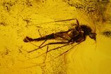 Two Fossil Flies (Diptera) and Flower Stamen in Baltic Amber #150766-3